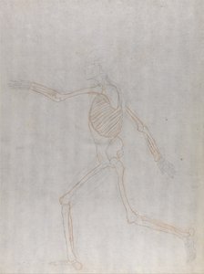 En sammenlignende anatomisk fremstilling af menneskekroppens struktur med tigerens og den almindelige hønsefugls: Menneskets skelet, set fra siden af George Stubbs