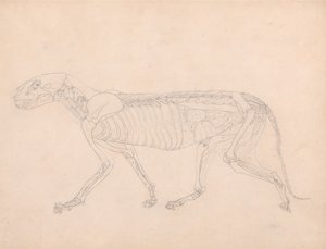 En sammenlignende anatomisk fremstilling af menneskekroppens struktur med tigerens og den almindelige hønsefugls: Tigerens krop, set fra siden af George Stubbs