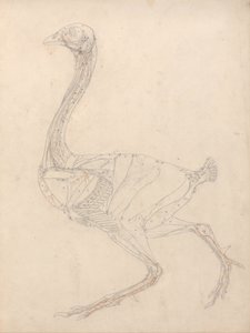 En sammenlignende anatomisk fremstilling af menneskekroppens struktur med en tiger og en almindelig hønsefugl: Hønsekrop, set fra siden (studie til nøglefiguren til tabel XV) af George Stubbs