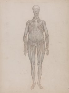 En sammenlignende anatomisk udstilling af menneskekroppens struktur med en tiger og en almindelig høne: Menneskefigur, set forfra (beregnet til en plade, der aldrig blev udgivet) af George Stubbs