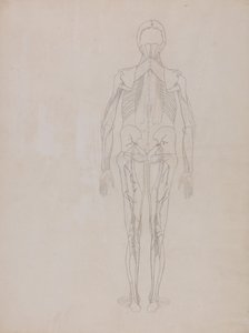A Comparative Anatomical Exposition of the Structure of the Human Body with that of a Tiger and a Common Fowl: Human Figure, Posterior View (Skitsetegning til nøglefiguren på en upubliceret planche) af George Stubbs