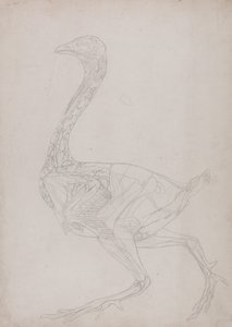 En sammenlignende anatomisk udstilling af menneskekroppens struktur med en tiger og en almindelig høne:  Hønsekrop, set fra siden (Skitsetegning, relateret til tabel XV) af George Stubbs