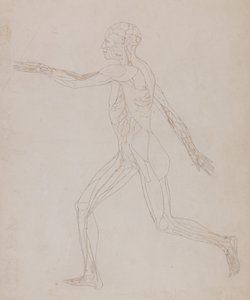 En sammenlignende anatomisk fremstilling af menneskekroppens struktur med tigerens og den almindelige hønsefugls: Menneskefigur, set fra siden (relateret til tabel XIII, detaljeret undersøgelse af de blodkar, der forsyner musklerne) af George Stubbs