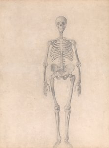 En sammenlignende anatomisk fremstilling af menneskekroppens struktur med tigerens og den almindelige hønsefugls: Menneskets skelet, set forfra (færdigt studie til tabel I) af George Stubbs