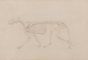 En sammenlignende anatomisk fremstilling af menneskekroppens opbygning med en tiger og en almindelig høne: Tigerskelet, set fra siden (meget færdigt studie til tabel IV) af George Stubbs