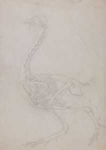 En sammenlignende anatomisk fremstilling af menneskekroppens struktur med tigerens og den almindelige hønsefugls:  Fugleskelet, set fra siden (skitsetegning) af George Stubbs