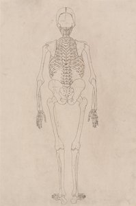 En sammenlignende anatomisk fremstilling af menneskekroppens struktur med tigerens og den almindelige hønsefugls: Menneskeligt skelet, set bagfra (relaterer til tabel II) af George Stubbs