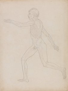En sammenlignende anatomisk fremstilling af menneskekroppens struktur med tigerens og den almindelige hønsefugls: Menneskefigur, set fra siden af George Stubbs