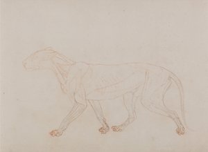 En sammenlignende anatomisk fremstilling af menneskekroppens struktur med tigerens og en almindelig hønsefugls: Tigerkrop, set fra siden (viser det tredje trin i dissektionen) af George Stubbs