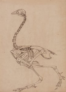 En sammenlignende anatomisk udstilling af menneskekroppens struktur med tigerens og den almindelige hønsefugls:  Fugleskelet, set fra siden (undersøgelse af nøgletallet til tabel V) af George Stubbs