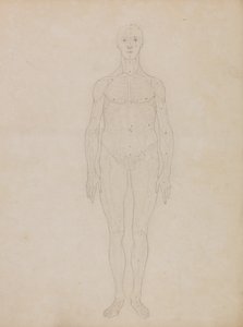 En sammenlignende anatomisk udstilling af menneskekroppens struktur med en tiger og en almindelig høne: Studie af den menneskelige figur, set forfra (formentlig relateret til tabel XI) af George Stubbs