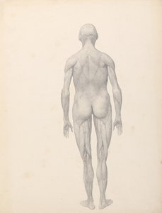 En sammenlignende anatomisk udstilling af menneskekroppens struktur med en tiger og en almindelig høne:  Menneskefigur, set bagfra, delvist dissekeret (færdigt studie til tabel XII) af George Stubbs