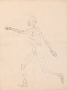 En sammenlignende anatomisk udstilling af menneskekroppens struktur med en tiger og en almindelig høne: Menneskefigur, set fra siden (For nøgletallet til tabel XIII) af George Stubbs