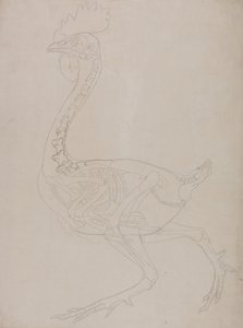 En sammenlignende anatomisk fremstilling af menneskekroppens struktur med en tiger og en almindelig hønsefugl:  Fugleskelet, set fra siden af George Stubbs
