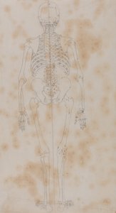 En sammenlignende anatomisk fremstilling af menneskekroppens struktur med tigerens og den almindelige hønsefugls: Human Skeleton, Posterior View (Måske det første af studierne af skelettet) af George Stubbs