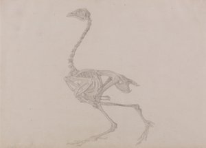 En sammenlignende anatomisk udstilling af menneskekroppens struktur med en tiger og en almindelig høne:  Dorking Hen Skeleton, Lateral View (færdigt studie til en upubliceret tabel) af George Stubbs