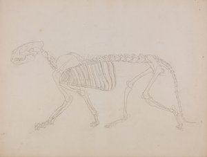 En sammenlignende anatomisk fremstilling af menneskekroppens opbygning med tigerens og den almindelige hønsefugls: Tigerskelet, set fra siden af George Stubbs