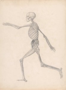 En sammenlignende anatomisk fremstilling af menneskekroppens struktur med en tiger og en almindelig høne: Human Figure, Lateral View (færdigt studie til en upubliceret tabel, der repræsenterer den sidste fase i dissektionen) af George Stubbs