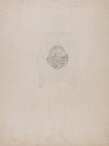 En sammenlignende anatomisk fremstilling af menneskekroppens struktur med tigerens og den almindelige hønsefugls: Menneskefigur, set forfra (skitsetegning) af George Stubbs