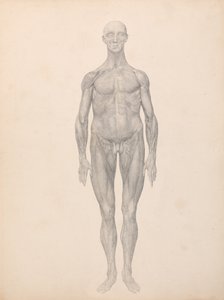 En sammenlignende anatomisk fremstilling af menneskekroppens struktur med en tiger og en almindelig høne: Menneskefigur, set forfra, hud og underliggende fascielag fjernet (færdigt studie til tabel XI) af George Stubbs
