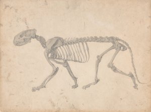 En sammenlignende anatomisk fremstilling af menneskekroppens struktur med en tiger og en almindelig høne: Tigerskelet, set fra siden (færdigt studie til tabel IV) af George Stubbs