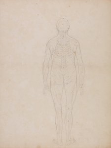 En sammenlignende anatomisk fremstilling af menneskekroppens struktur med tigerens og den almindelige hønsefugls: Menneskefigur, set bagfra af George Stubbs