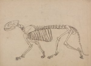 En sammenlignende anatomisk udstilling af menneskekroppens struktur med tigerens og en almindelig hønsefugls: Tigerskelet, set fra siden (undersøgelse af nøgletallet til tabel IV) af George Stubbs
