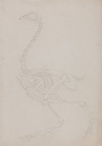 En sammenlignende anatomisk fremstilling af menneskekroppens struktur med en tiger og en almindelig hønsefugl:  Fugleskelet, set fra siden af George Stubbs