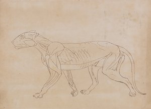 En sammenlignende anatomisk fremstilling af menneskekroppens struktur med tigerens og en almindelig hønsefugls:  Tigerkrop, set fra siden (Skitsetegning til en nøglefigur) af George Stubbs