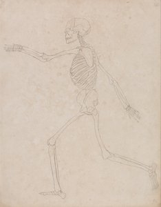 En sammenlignende anatomisk fremstilling af menneskekroppens struktur med en tiger og en almindelig høne: Human Skeleton, Lateral View (Kan oprindeligt have været forberedt til brug som en nøglefigur til Tabel III, men senere opgivet) af George Stubbs