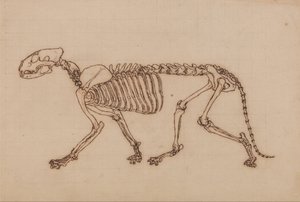 En sammenlignende anatomisk fremstilling af menneskekroppens opbygning med tigerens og den almindelige hønsefugls: Tigerskelet, set fra siden af George Stubbs