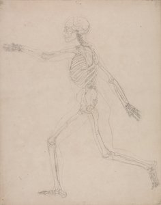 En sammenlignende anatomisk fremstilling af menneskekroppens struktur med tigerens og den almindelige hønsefugls: Menneskets skelet, set fra siden af George Stubbs
