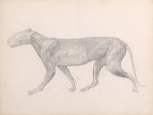 En sammenlignende anatomisk fremstilling af menneskekroppens opbygning med en tiger og en almindelig høne:  Tiger, set fra siden, med bindevævet over musklerne fjernet (færdigt studie til tabel XIV) af George Stubbs
