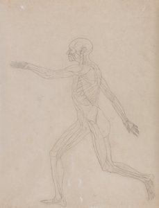 En sammenlignende anatomisk fremstilling af menneskekroppens struktur med tigerens og den almindelige hønsefugls: Menneskefigur, set fra siden af George Stubbs