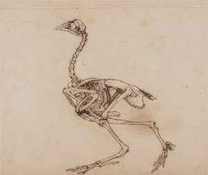 En sammenlignende anatomisk fremstilling af menneskekroppens opbygning med en tiger og en almindelig høne:  Dorking Hen Skeleton, Lateral View (Sandsynligvis udarbejdet til et upubliceret nøgletal) af George Stubbs