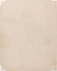 En sammenlignende anatomisk fremstilling af menneskekroppens struktur med tigerens og den almindelige hønsefugls: Menneskefigur, set fra siden af George Stubbs