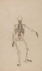 En sammenlignende anatomisk fremstilling af menneskekroppens struktur med tigerens og den almindelige hønsefugls: Menneskets skelet, set bagfra af George Stubbs