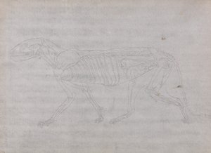 En sammenlignende anatomisk fremstilling af menneskekroppens struktur med tigerens og den almindelige hønsefugls: Tigerens krop, set fra siden af George Stubbs