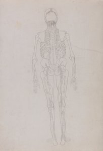 En sammenlignende anatomisk fremstilling af menneskekroppens struktur med en tiger og en almindelig høne: Human Figure, Posterior View (Skitsetegning til en nøglefigur, der viser den sidste fase af dissektionen) af George Stubbs