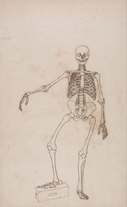 En sammenlignende anatomisk fremstilling af menneskekroppens struktur med tigerens og den almindelige hønsefugls: Menneskets skelet, set forfra af George Stubbs