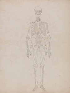 En sammenlignende anatomisk fremstilling af menneskekroppens struktur med tigerens og den almindelige hønsefugls:  Menneskefigur, set forfra (oversigtsfigur) af George Stubbs