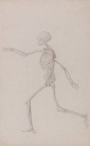 En sammenlignende anatomisk fremstilling af menneskekroppens struktur med en tiger og en almindelig høne: Menneskeligt skelet, set fra siden fra venstre, løbende (færdigt studie til tabel III) af George Stubbs
