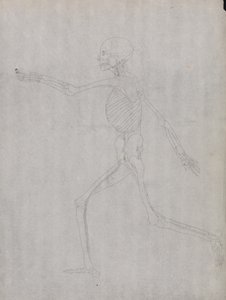 En sammenlignende anatomisk fremstilling af menneskekroppens struktur med tigerens og den almindelige hønsefugls: Menneskefigur, set fra siden af George Stubbs