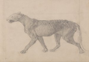 A Comparative Anatomical Exposition of the Structure of the Human Body with that of a Tiger and a Common Fowl: Tiger Body, Lateral View (Den første af ni tegninger af et andet eksemplar af tigeren) af George Stubbs