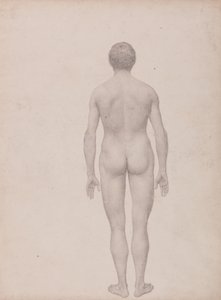 En sammenlignende anatomisk udstilling af menneskekroppens struktur med en tiger og en almindelig høne: Menneskefigur, set bagfra, ubeskåret (færdigt studie til tabel VII) af George Stubbs