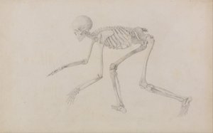 En sammenlignende anatomisk udstilling af menneskekroppens struktur med en tiger og en almindelig høne: Menneskeskelet, set fra siden (i kravlende stilling; færdigt studie til en upubliceret tabel) af George Stubbs