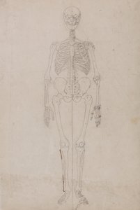 En sammenlignende anatomisk fremstilling af menneskekroppens struktur med tigerens og den almindelige hønsefugls:  Menneskets skelet, set forfra (afsluttende undersøgelse) af George Stubbs