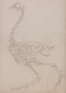 En sammenlignende anatomisk udstilling af menneskekroppens struktur med tigerens og den almindelige hønsefugls:  Fowl Skeleton, Lateral View (Skitsetegning af skelettet udarbejdet til nøglefiguren til tabel V) af George Stubbs