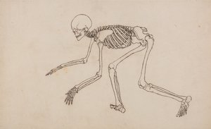 En sammenlignende anatomisk fremstilling af menneskekroppens struktur med tigerens og den almindelige hønsefugls: Menneskets skelet, set fra siden af George Stubbs
