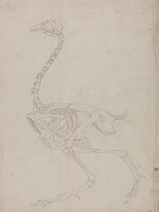 En sammenlignende anatomisk fremstilling af menneskekroppens struktur med tigerens og den almindelige hønsefugls:  Fowl Skeleton, Lateral View (Skitsetegning af skelettet) af George Stubbs